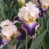 Kada orezivati ​​perunike nakon cvatnje